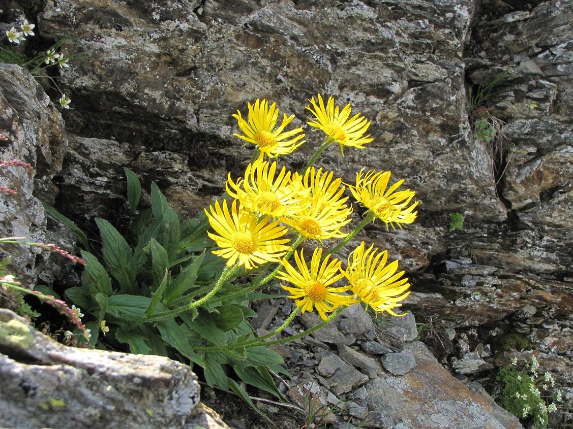 Sentieri ferrati, sentieri fioriti: i fiori dell''Albiolo